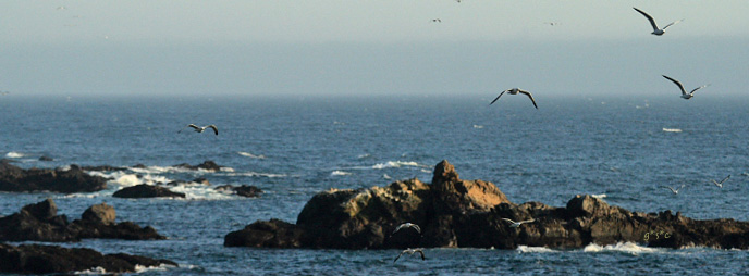 gulls along the sonoma coast
